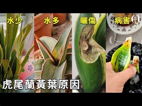 虎尾蘭枯萎|虎尾蘭枯萎怎麼辦？照顧虎尾蘭的全面指南 – 植物盆栽綠寶典